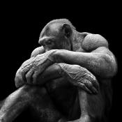 chimpansee (pan troglodytes) 8-2025 1997